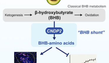 β-Hydroxybutyrate (BHB) is an abundant ketone body. To date, all known pathways of BHB metabolism involve the interconversion of BHB and primary energy intermediates. Moya-Garzon et al. identified a previously undescribed BHB secondary metabolic pathway via CNDP2-dependent enzymatic conjugation of BHB and free amino acids. Image credit: Moya-Garzon et al., doi: 10.1016/j.cell.2024.10.032.