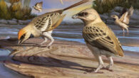 An artist’s impression of Navaornis hestiae. Image credit: Júlia D’Oliveira.