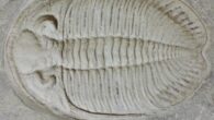 The Silurian trilobite Waukeshaaspis eatonae, from the Silurian Waukesha Biota of Wisconsin, USA. Image credit: Kenneth Gass, specimen deposited in the University of Wisconsin Geology Museum.