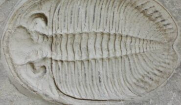 The Silurian trilobite Waukeshaaspis eatonae, from the Silurian Waukesha Biota of Wisconsin, USA. Image credit: Kenneth Gass, specimen deposited in the University of Wisconsin Geology Museum.