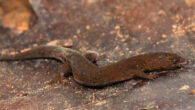 Pseudogonatodes fuscofortunatus. Image credit: Schargel et al., doi: 10.1093/zoolinnean/zlae120.
