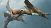 Life restoration of two Skiphosoura bavarica in flight. Image credit: Gabriel Ugueto.