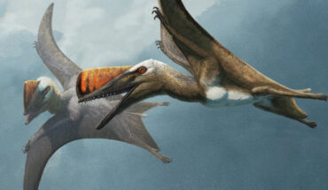 Life restoration of two Skiphosoura bavarica in flight. Image credit: Gabriel Ugueto.