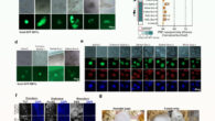 Choanoflagellate Sox can induce pluripotency in mammalian cells. Image credit: Gao et al., doi: 10.1038/s41467-024-54152-x.