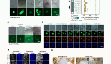 Choanoflagellate Sox can induce pluripotency in mammalian cells. Image credit: Gao et al., doi: 10.1038/s41467-024-54152-x.