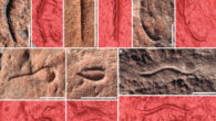 Digital photographs and 3D laser scans of Uncus dzaugisi body fossils. Scale bars - 10 mm. Image credit: Hughes et al., doi: 10.1016/j.cub.2024.10.030.