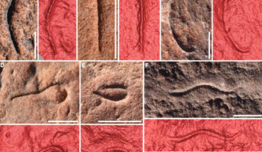 Digital photographs and 3D laser scans of Uncus dzaugisi body fossils. Scale bars - 10 mm. Image credit: Hughes et al., doi: 10.1016/j.cub.2024.10.030.