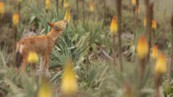 An Ethiopian wolf (Canis simensis) licks nectar from the Ethiopian red hot poker flower (Kniphofia foliosa). Image credit: Adrien Lesaffre.