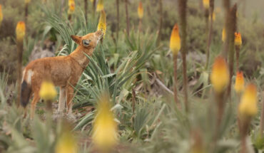 An Ethiopian wolf (Canis simensis) licks nectar from the Ethiopian red hot poker flower (Kniphofia foliosa). Image credit: Adrien Lesaffre.