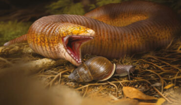 Life reconstruction of Terastiodontosaurus marcelosanchezi ready to prey on a large snail of the family Bulimulidae. Image credit: Jaime Chirinos.