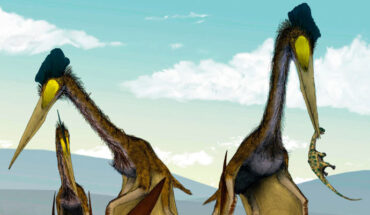 Life restoration of a group of giant azhdarchids, Quetzalcoatlus northropi, foraging on a Cretaceous fern prairie. Image credit: Mark Witton / Darren Naish.