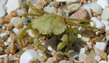 Carcinus maenas. Image credit: Luis Miguel Bugallo Sánchez / CC BY-SA 3.0.