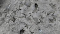 A 3D computerized model of the surface of the area near Lake Turkana in Kenya shows fossil footprints of Paranthropus boisei (vertical footprints) with separate footprints of Homo erectus forming a perpendicular path. Image credit: Kevin Hatala / Chatham University.