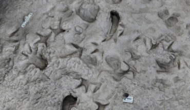 A 3D computerized model of the surface of the area near Lake Turkana in Kenya shows fossil footprints of Paranthropus boisei (vertical footprints) with separate footprints of Homo erectus forming a perpendicular path. Image credit: Kevin Hatala / Chatham University.