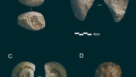 Marine fossils from Prado Vargas Cave, Spain. Image credit: Ruiz et al., doi: 10.3390/quat7040049.