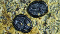 A close-up of two tiny puparia of Miotetraleurodes novaezelandiae attached to an angiosperm leaf. Image credit: Drohojowska et al., doi: 10.1007/s12549-024-00628-z.