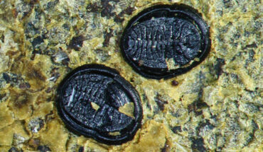 A close-up of two tiny puparia of Miotetraleurodes novaezelandiae attached to an angiosperm leaf. Image credit: Drohojowska et al., doi: 10.1007/s12549-024-00628-z.