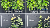 Transgenic hybrid poplar with increased expression levels of BSTR enhanced photosynthesis efficiency and biomass under greenhouse conditions. Image credit: Feyissa et al., doi: 10.1016/j.devcel.2024.11.002.