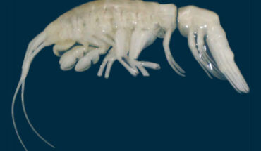 Dulcibella camanchaca, holotype female. Image credit: Weston et al., doi: 10.1080/14772000.2024.2416430.