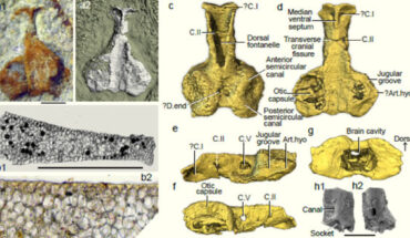 Palaeospondylus australis, braincase and histological section. Image credit: Burrow et al., doi: 10.1093/nsr/nwae444.