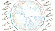Rates of evolution of jaw morphology in Lepidosauria. Image credit: Ballell et al., doi: 10.1098/rspb.2024.2052.