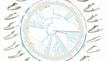 Rates of evolution of jaw morphology in Lepidosauria. Image credit: Ballell et al., doi: 10.1098/rspb.2024.2052.