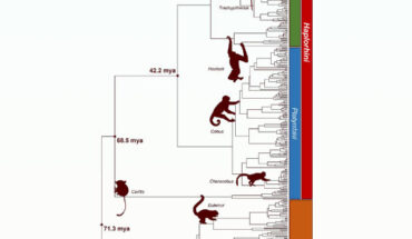 Phylogeny of 455 species of primates synthesized using Chrono-STA. The root of the phylogeny is recovered at 71.3 million years ago. The crown of Strepsirrhini is at 57 million years ago, and the crown of Haplorhini is at 68.5 million years ago. The crown of Simiiformes is at 42.2 million years ago. Image credit: Craig et al., doi: 10.3389/fbinf.2024.1495417.