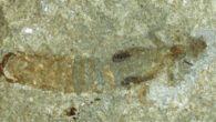 Apachyus madseni. Image credit: Simonsen et al., doi: 10.11646/palaeoentomology.7.5.7.