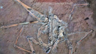 Holotype specimen of Pterodactylus antiquus. Image credit: Robert S.H. Smyth & David M. Unwin, doi: 10.1080/14772019.2024.2421845.