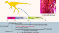 Archaeocursor asiaticus. Image credit: Yao et al., doi: 10.1016/j.isci.2024.111641.