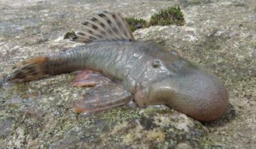 The ‘blob-headed’ bristlemouth armored catfish (Chaetostoma sp.). Image credit: Conservation International / Robinson Olivera.