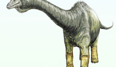An artist’s impression of Haplocanthosaurus delfsi. Image credit: Michael B. H. / CC BY-SA 3.0.