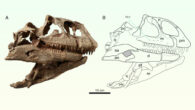 Photograph (A) and interpretative line drawing (B) of the cranium of Lishulong wangi in right lateral view. Image credit: Wei Gao.