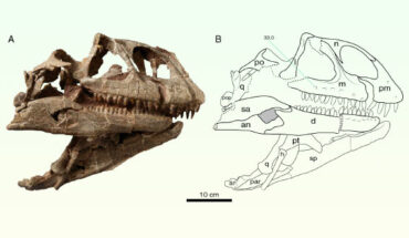 Photograph (A) and interpretative line drawing (B) of the cranium of Lishulong wangi in right lateral view. Image credit: Wei Gao.