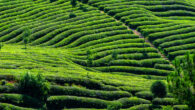 Guo et al. confirmed the distinct taxonomic position of Hainan tea within Camellia sinensis, providing valuable insights for resource conservation and molecular breeding. Image credit: Lin2015.