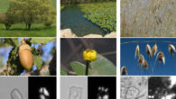 Examples of some of the plants recovered from Gesher Benot Ya’akov percussive tools, including the whole plant, the edible part, and the characteristic starch grains. From left to right: oak, yellow water lily, and common oat. Scale bars - 20 µm. Image credit: Hadar Ahituv & Yoel Melamed.