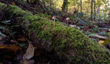 Mycena crocata. Image credit: Heidy Baggenstos and Andreas Rudolf.