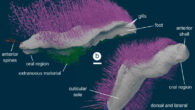 3D models of Punk ferox (top) and Emo vorticaudum (bottom) reconstructed as digital virtual fossils. Image credit: Mark Sutton, Imperial College London.