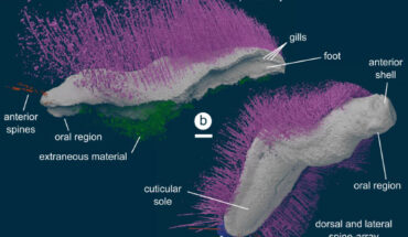 3D models of Punk ferox (top) and Emo vorticaudum (bottom) reconstructed as digital virtual fossils. Image credit: Mark Sutton, Imperial College London.