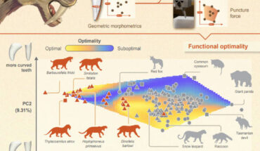 Graphic showing functional optimality drives repeated evolution of extreme saber-tooth forms. Image credit: Tahlia Pollock.
