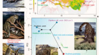 Predicted suitable distribution and morphospace of the modern and fossil snow leopards. Image credit: Jianhao Ye.