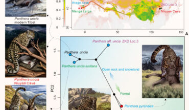 Predicted suitable distribution and morphospace of the modern and fossil snow leopards. Image credit: Jianhao Ye.
