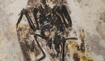 Holotype of Neobohaiornis lamadongensis. Image credit: Shen et al., doi: 10.1038/s41598-024-82869-8.