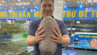 Dr. Nguyen Thanh Son holding a giant specimen of Bathynomus jamesi (weighs 2.62 kg) from a seafood market in Hanoi, Vietnam, October 2024. Image credit: Peter Ng.