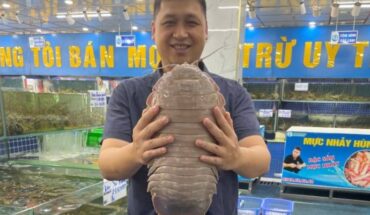 Dr. Nguyen Thanh Son holding a giant specimen of Bathynomus jamesi (weighs 2.62 kg) from a seafood market in Hanoi, Vietnam, October 2024. Image credit: Peter Ng.