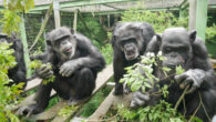 Chimpanzees eating leaves at the Kumamoto Sanctuary in Japan. Image credit: Onishi et al., doi: 10.1016/j.cub.2024.11.052.