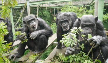 Chimpanzees eating leaves at the Kumamoto Sanctuary in Japan. Image credit: Onishi et al., doi: 10.1016/j.cub.2024.11.052.