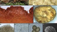 Tuber cumberlandense. Image credit: Sow et al., doi: 10.1080/00275514.2024.2407755.