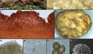 Tuber cumberlandense. Image credit: Sow et al., doi: 10.1080/00275514.2024.2407755.
