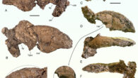 Skull remains of Diatryma geiselensis from the Middle Eocene of the Geisel valley, Germany. Scale bars - 5 cm. Image credit: Mayr et al., doi: 10.26879/1438.
